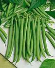 Tendergreen snap bush beans 50 seeds. STRINGLESS HEIRLOOM. SAME DAY 