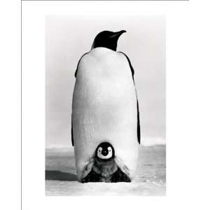 Pinguine   Baby Penguin   Kunstdruck Artprint Tiere schwarz weiss Foto 