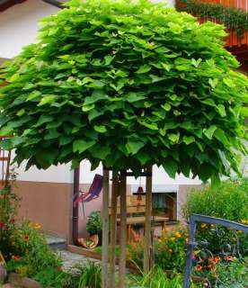 Catalpa bignoides nana 10 12 ~ Exotik im Garten~Kugelkrone  