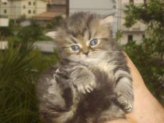 Persiani cuccioli a Roma    Annunci