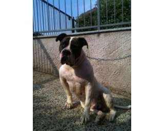 American Bulldog Johnson Disponibile per a Pavia    Annunci