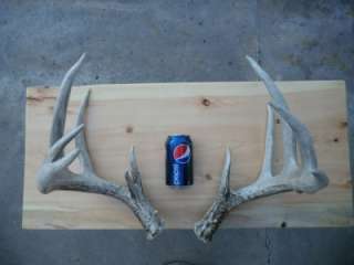 Giant 170 Whitetail Shed Antlers Taxidermy Horns Lamp Antlers  