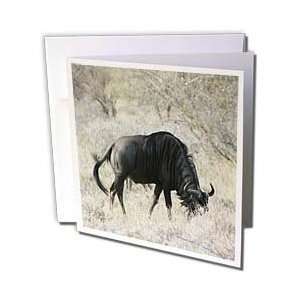  Safari Animals   South African Wildebeest side view   Greeting Cards 