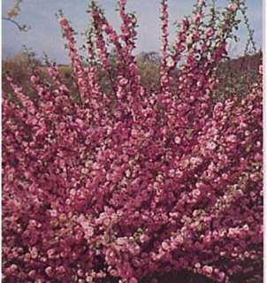 Pink Flowering Almond (Prunus glandulosa) Shrub  