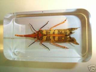 Insect Specimen   Lantern Fly (Pyrops candelaria)  