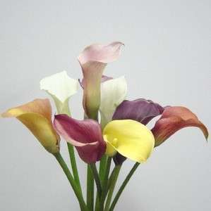 60 Miniature Calla Lily, Fresh Flowers, Not Silk. Wedding, Decorations 