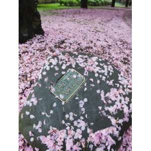  Spring Cherry Blossom, Brooklyn Botanical Garden, Brooklyn 