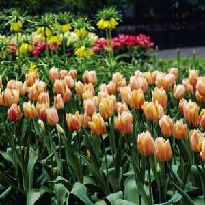  Shimmering Fragrant Apricot Beauty Tulips   Fall Bulbs by 