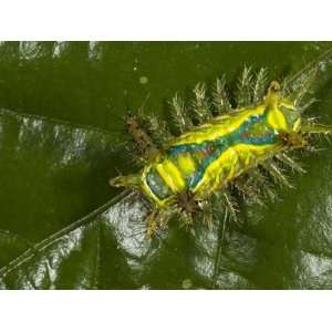 Shag Moth Caterpillar, Napo River Bordering Yasuni National Park 