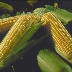 Corn Sweet Corn cd Culture Growing Breeding 30 Bks lot  
