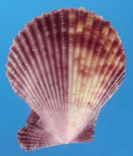 Seashell Chlamys senatoria, 50 mm, # 38171  