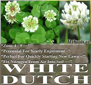 1k x White Dutch Lawn Clover Seeds DEER & WILDLIFE PLOT  