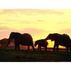  Elephants with Their Young at Twilight National Geographic 