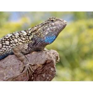  Close up of Male Western Fence or Blue Belly Lizard 