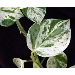  Marble Queen Devils Ivy   Pothos   Epipremnum   4 Pot 