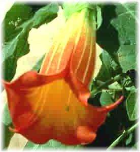   Tree Brugmansia Trumpet EXOTIC 6 Seeds~Instructions included  
