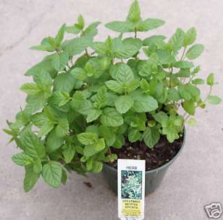 Herb, Spearmint, 3 container, Live plant, Herb  