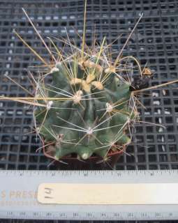 Ferocactus hamatacanthus ssp. sinuatus Extra Long Straw Spines 14 