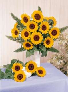 Helianthus Sunflower Sunbright Supreme Seeds  