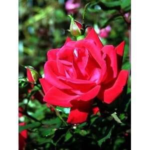  Double Red Knock Out Rose Bush   Everblooming/Easy Patio 