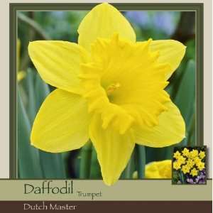  Farms Daffodil Trumpet Dutch Master Pack of 100 Bulbs Patio, Lawn