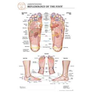 11 x 17 Post It Anatomical Chart REFLEXOLOGY OF THE FOOT  