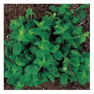  Todds Seeds   Herb   Mint, Peppermint (M.Piperita) Herb Seed 