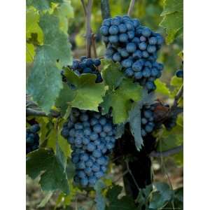  Close View of Chianti Grapes Growing on a Vine in Tuscany 