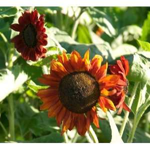 Velvet Queen Sunflower   1,200 Seeds Patio, Lawn & Garden