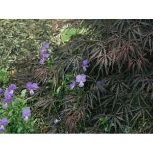  Violets Grow Amid a Clump of Japanese Maple Leaves 