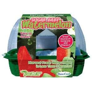   Sprout n Grow Greenhouses Sugar Baby Watermelons Toys & Games