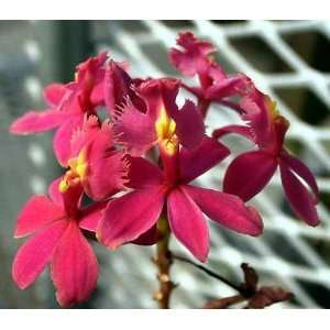 Yoko Yokohama Epidendrum Starter Orchid Plant  Grocery 