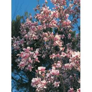 Angle View of Branches of a Saucer Magnolia Tree in Blossom (Magnolia 