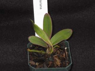 Orchid plant CATTLEYA SCHILLERIANA small size plant FRAGRANT  