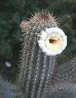 Melocactus Concinnus exotic cacti succulent outdoors rare cactus seed 