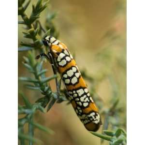  Colorful Webworm Moth Climbs Along the Branches of a Bush 