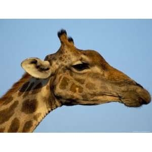 Head of a Giraffe (Giraffa Camelopardalis), South Africa 