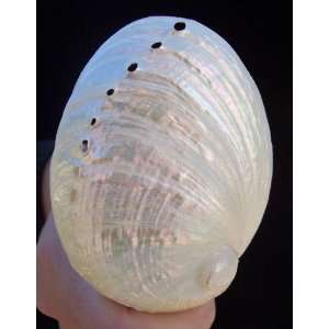  Rare Baby Pearl Abalone Shell Beach Decor Seashell