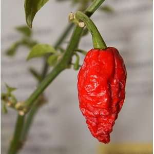   Jolokia Chile Pepper 10 Seeds   Ghost Pepper Patio, Lawn & Garden