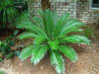 Emperor Sago Cycas taitungensis Highland Cycad Palm  