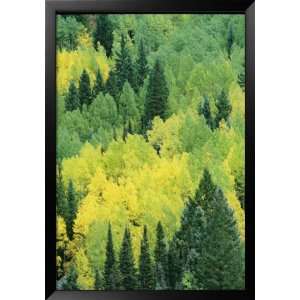 View Across a Forest of Quaking Aspen and Evergreen Trees Framed Art 