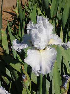 LEDAS LOVER~Tall bearded iris rhizome irises rhizomes  
