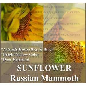 1 oz (320+) Russian Mammoth Sunflower Seeds ~ Organic 