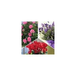   Flowering Plant Club (May to Jul) Plant Gift Patio, Lawn & Garden