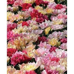  Magic Carpet Tulip Blend 15 Bulbs   Double Splendor Patio 
