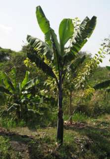 Bulb MUSA BALBISIANA COLLA Banana Plant + Phyto Certif.  