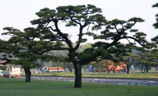 Japanese black pine tree   Pinus T.   bonsai plant  